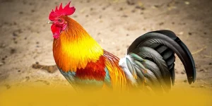 TA88 Đỉnh Cao Cá Cược Trực Tuyến Uy Tín Hàng Đầu Châu Á - nixo.im - NIXO.IM