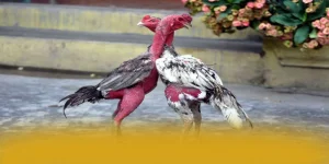 TA88 Đỉnh Cao Cá Cược Trực Tuyến Uy Tín Hàng Đầu Châu Á - nixo.im - NIXO.IM